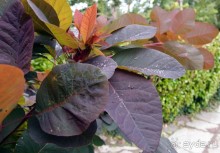 Макросс и Виктория