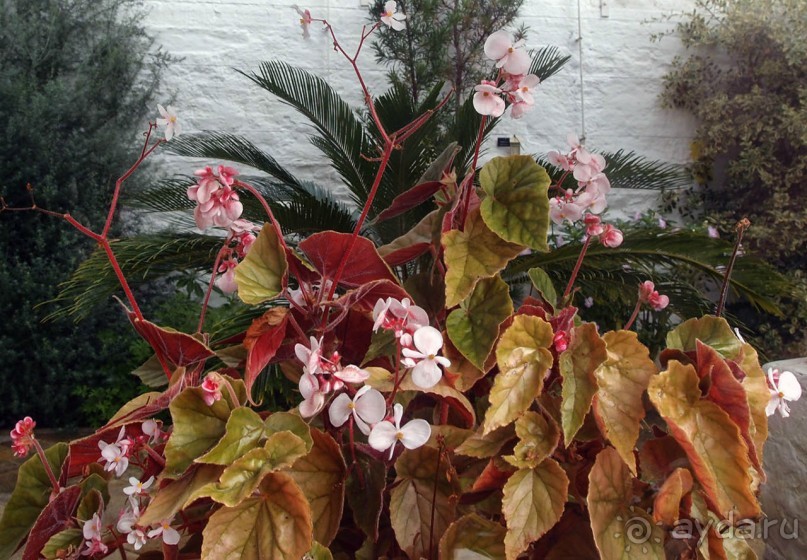 Макросс и Виктория