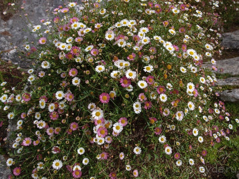 Макросс и Виктория