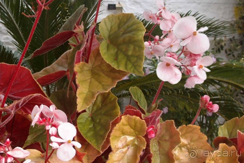 Макросс и Виктория