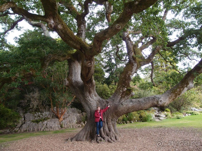 Макросс и Виктория
