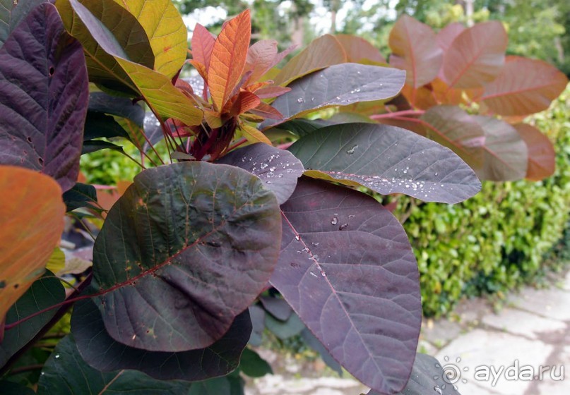 Макросс и Виктория