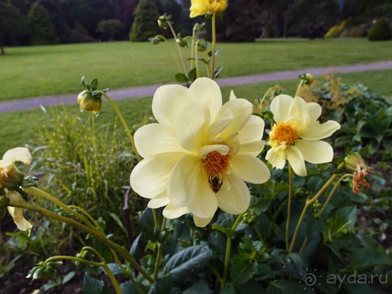 Макросс и Виктория