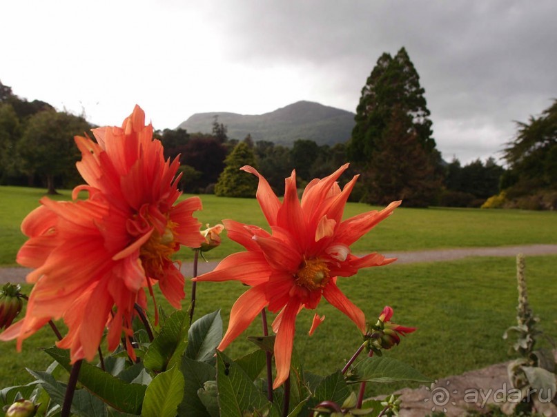 Макросс и Виктория