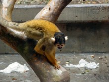 Всё, как у людей