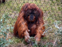 Всё, как у людей