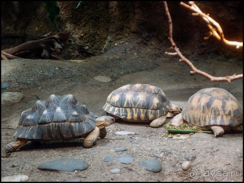 Всё, как у людей