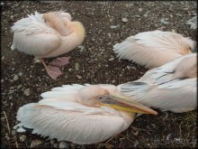 Всё, как у людей