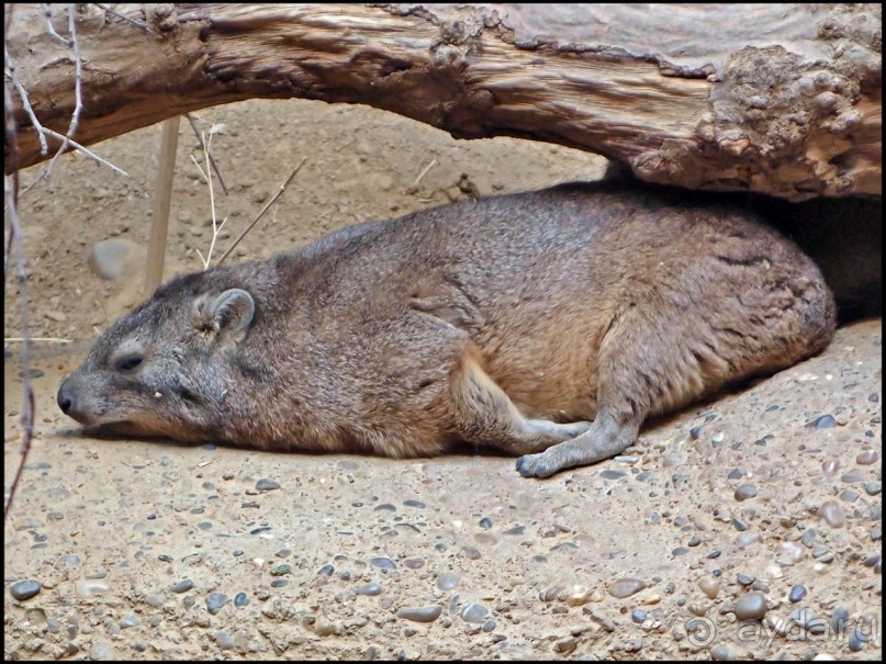 Всё, как у людей