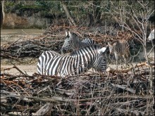 Всё, как у людей
