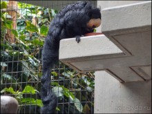 Всё, как у людей