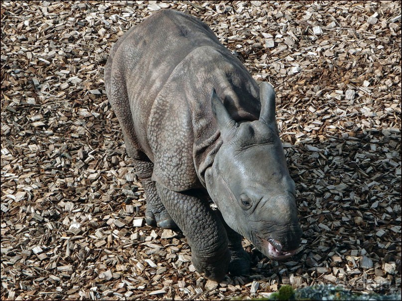 Всё, как у людей