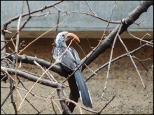 Всё, как у людей