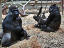 Всё, как у людей