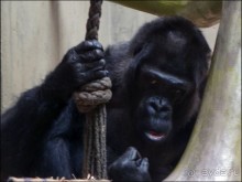 Всё, как у людей