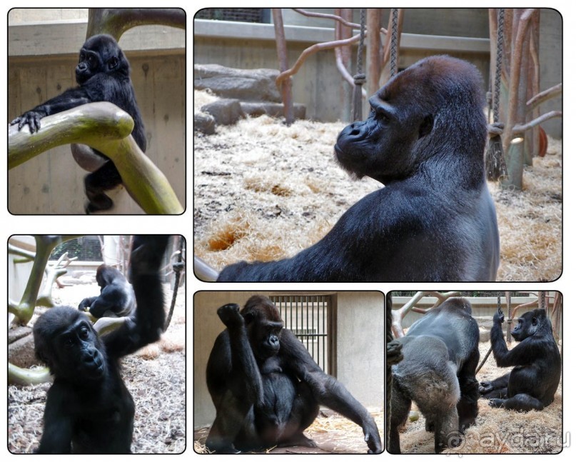 Всё, как у людей