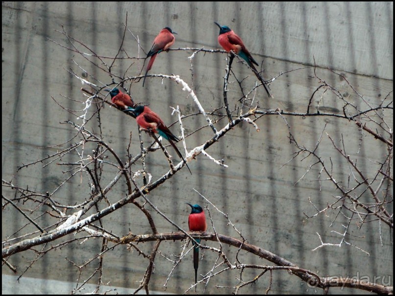 Всё, как у людей