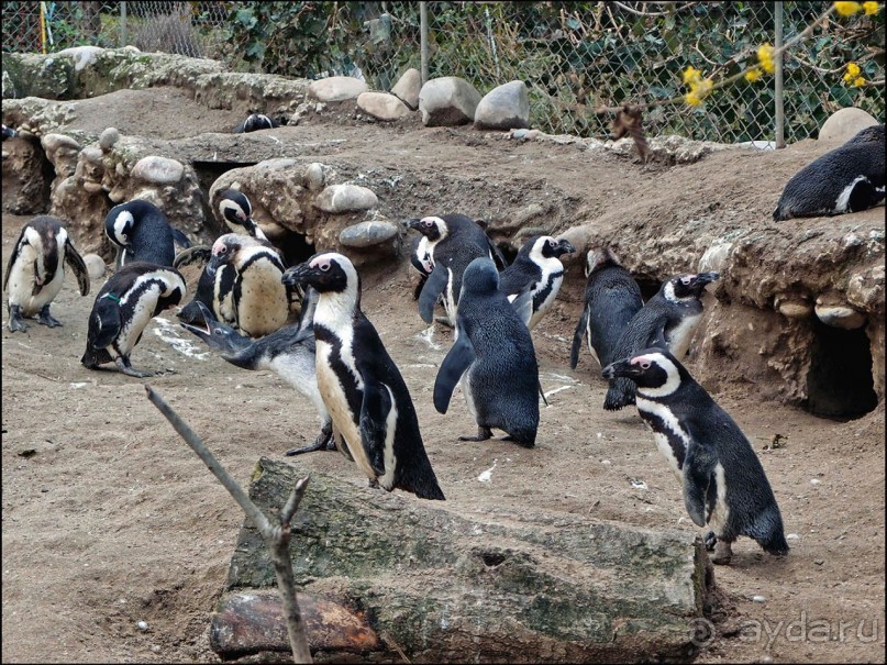 Всё, как у людей