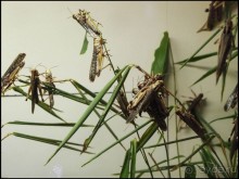 Всё, как у людей