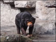 Всё, как у людей