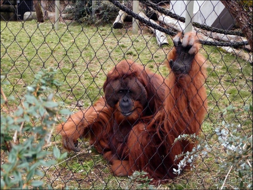 Всё, как у людей