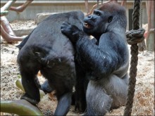 Всё, как у людей