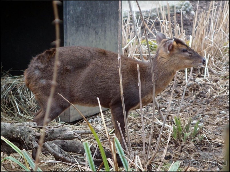 Всё, как у людей