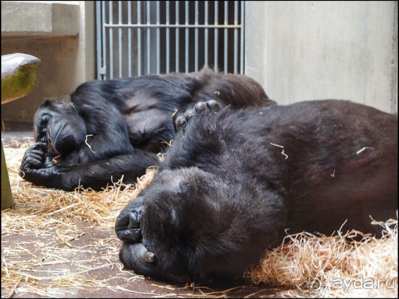 Всё, как у людей