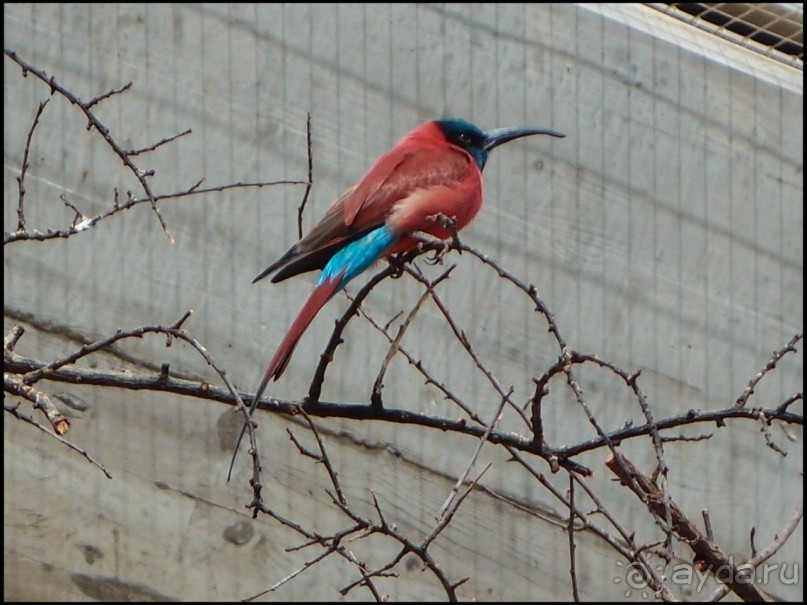 Всё, как у людей