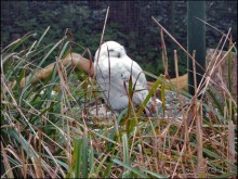 Всё, как у людей