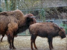 Всё, как у людей