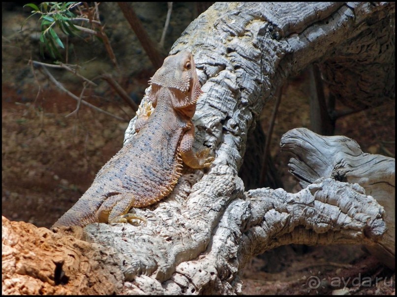 Всё, как у людей