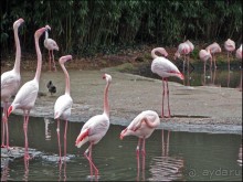 Всё, как у людей