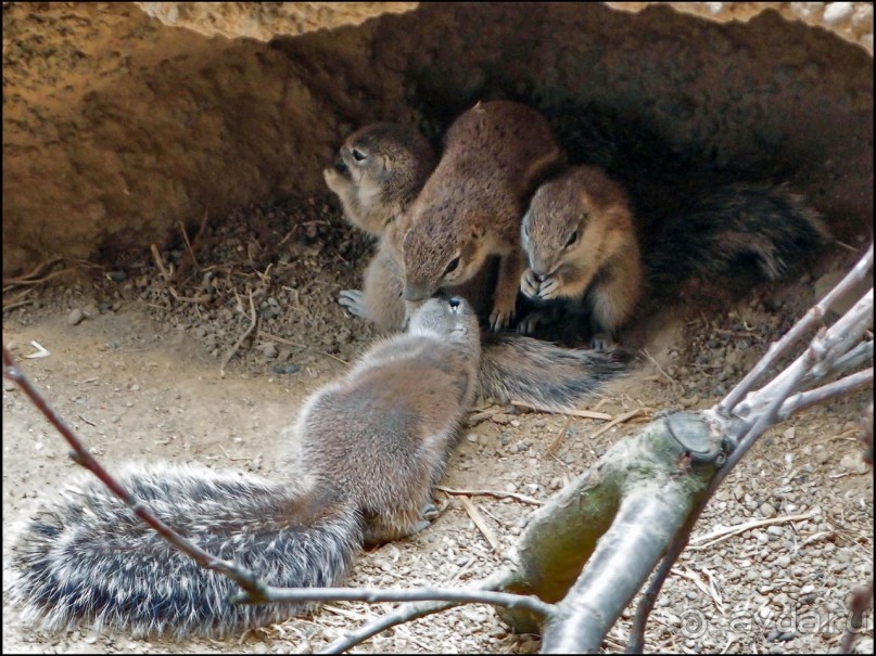 Всё, как у людей