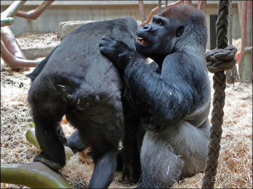 Всё, как у людей