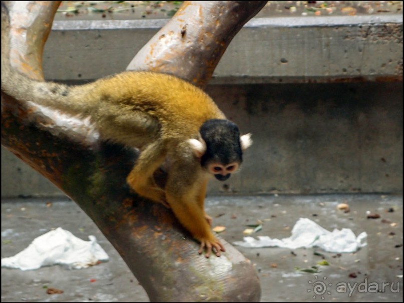 Всё, как у людей