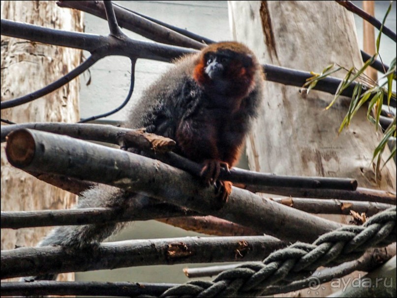 Всё, как у людей