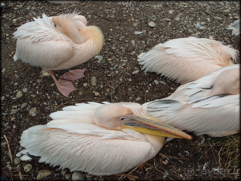 Всё, как у людей