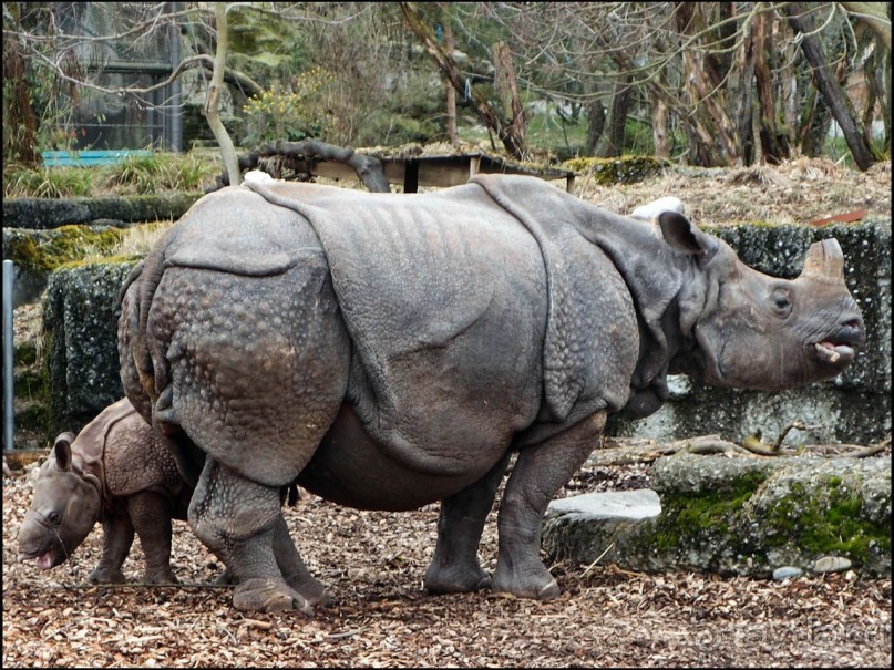 Всё, как у людей
