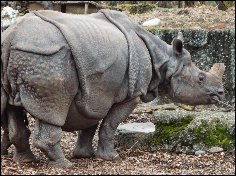 Всё, как у людей