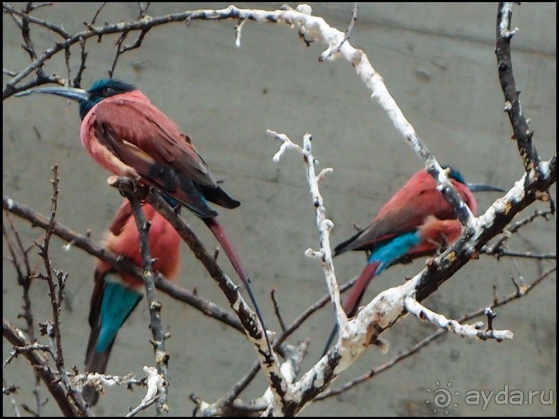 Всё, как у людей