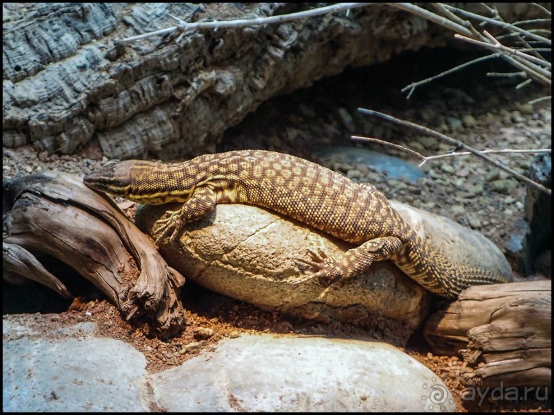 Всё, как у людей