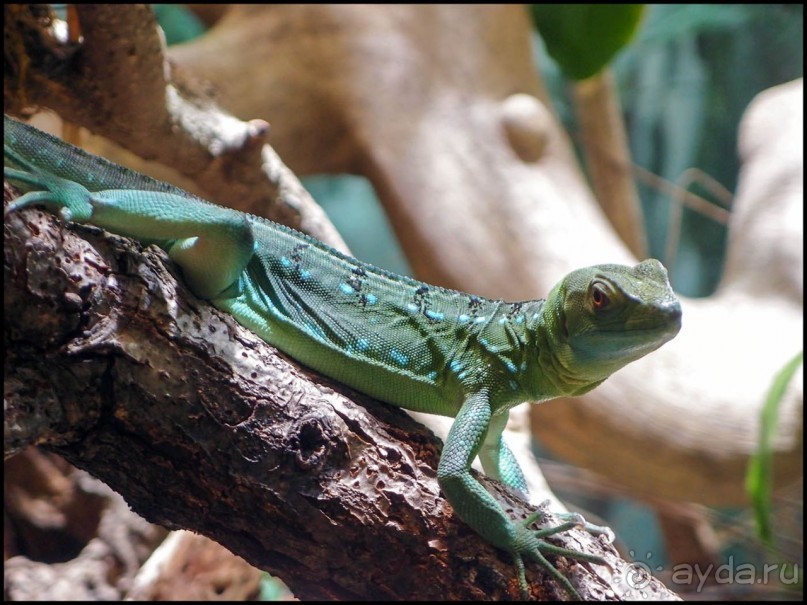 Всё, как у людей