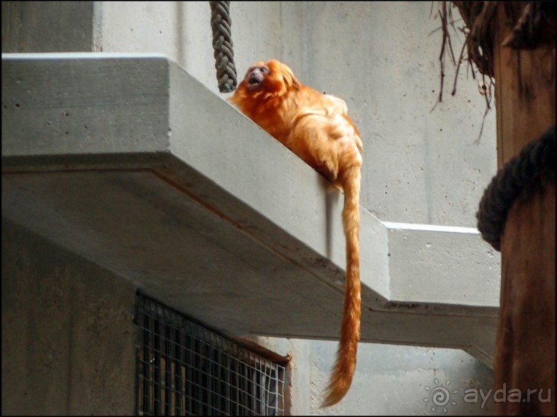 Всё, как у людей