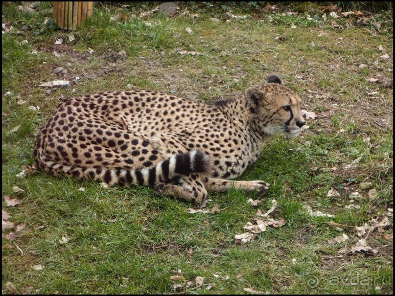 Всё, как у людей