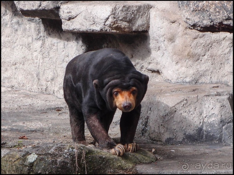 Всё, как у людей