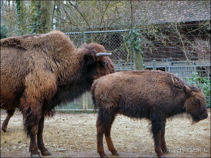 Всё, как у людей