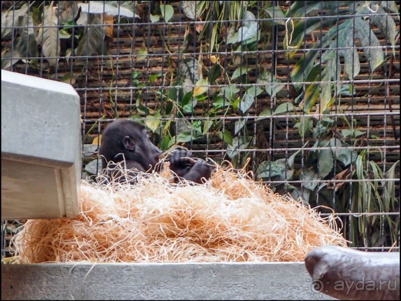 Всё, как у людей