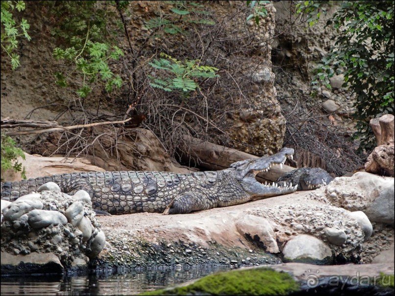 Всё, как у людей