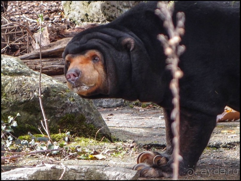 Всё, как у людей